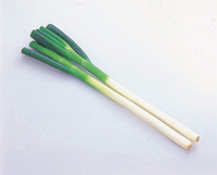 白ねぎ　1本2Lサイズ