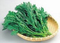 春菊（キクナ）