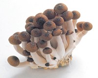 ブナシメジ 約100g入